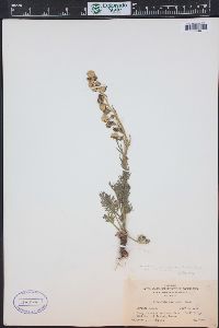 Artemisia norvegica subsp. saxatilis image