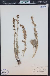 Artemisia norvegica subsp. saxatilis image