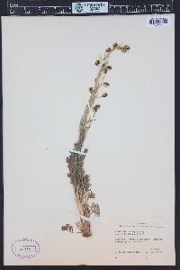 Artemisia norvegica subsp. saxatilis image