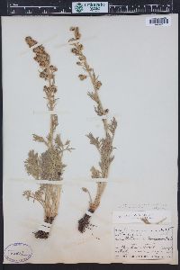 Artemisia norvegica subsp. saxatilis image