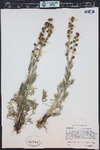 Artemisia norvegica subsp. saxatilis image