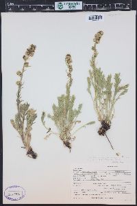 Artemisia norvegica image