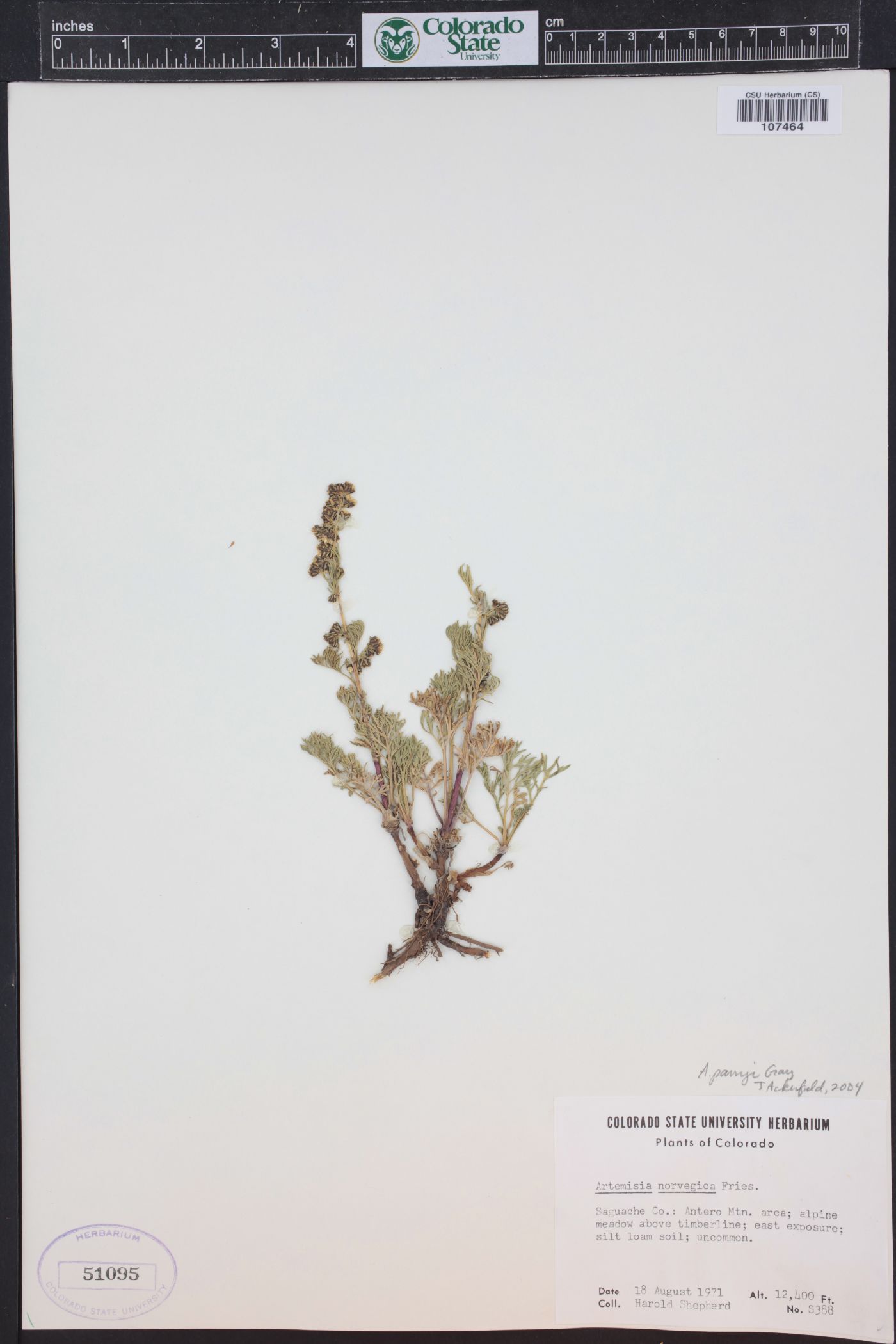 Artemisia laciniata subsp. parryi image