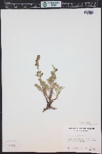 Artemisia laciniata image