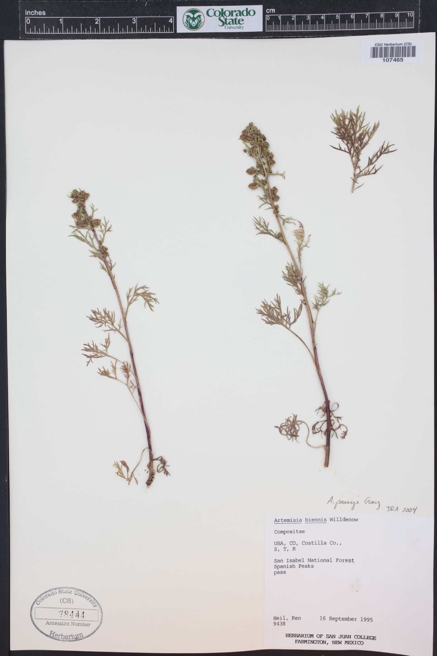 Artemisia laciniata subsp. parryi image