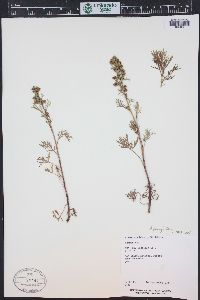 Artemisia laciniata subsp. parryi image