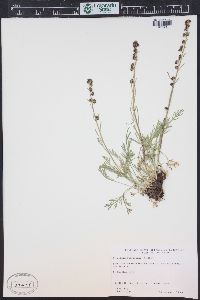 Artemisia scopulorum image