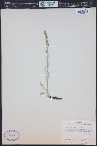 Artemisia scopulorum image