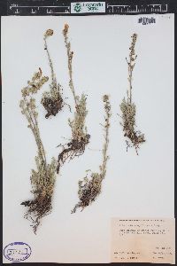 Artemisia scopulorum image