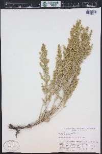 Artemisia tridentata image