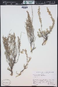 Artemisia tridentata image