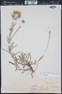 Symphyotrichum ascendens image