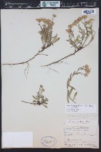 Symphyotrichum ascendens image