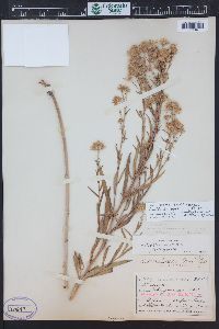 Symphyotrichum ascendens image