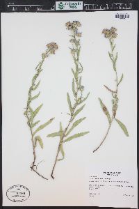 Symphyotrichum ascendens image