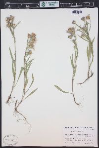 Symphyotrichum ascendens image