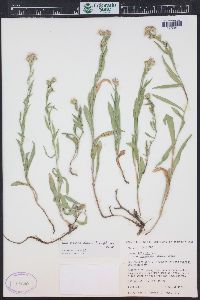 Symphyotrichum ascendens image