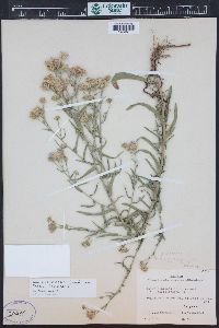 Symphyotrichum ascendens image