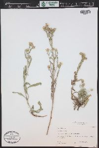 Symphyotrichum ascendens image