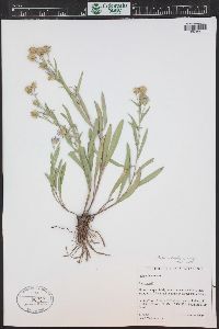 Symphyotrichum ascendens image