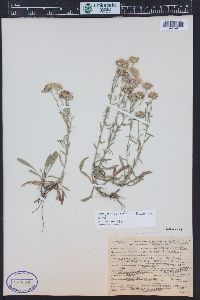 Symphyotrichum ascendens image