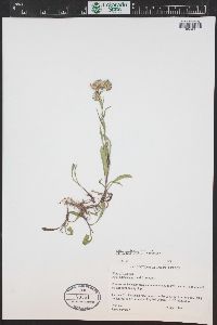 Symphyotrichum ascendens image