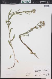 Symphyotrichum ascendens image