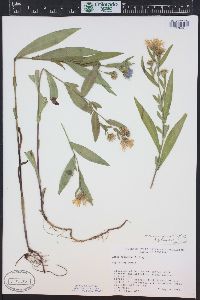 Symphyotrichum ascendens image