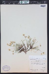 Erigeron nematophyllus image