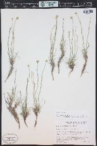 Erigeron nematophyllus image