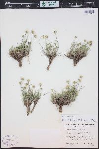 Erigeron nematophyllus image