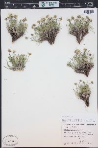 Erigeron nematophyllus image