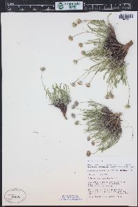 Erigeron nematophyllus image