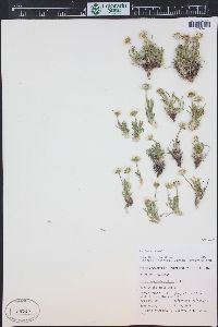 Erigeron nematophyllus image