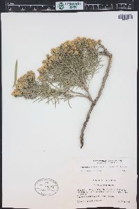 Oonopsis engelmannii image