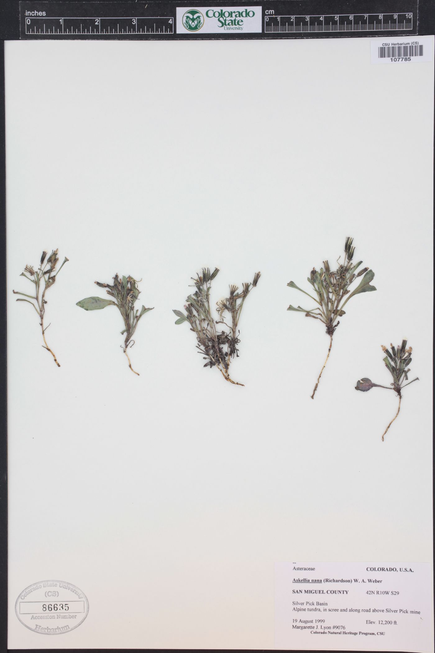 Crepis nana image