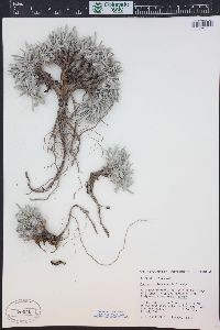 Parthenium alpinum image