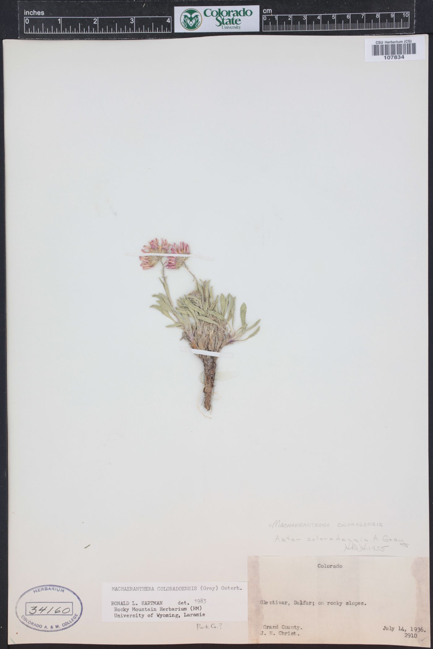 Xanthisma coloradoense image