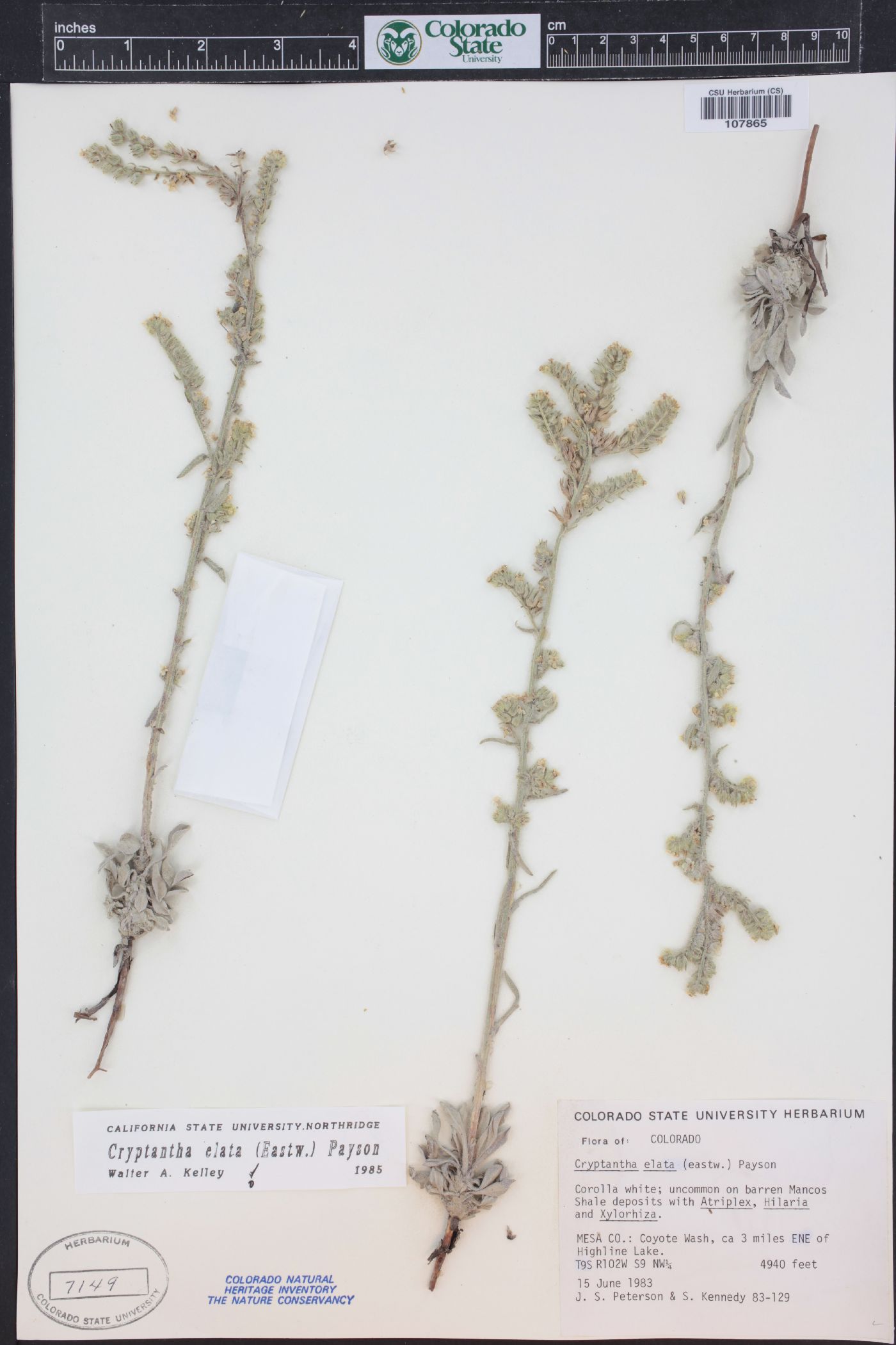 Oreocarya elata image