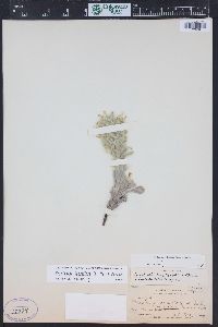 Cryptantha longiflora image