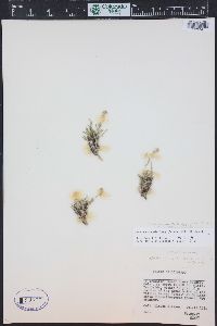 Draba exunguiculata image