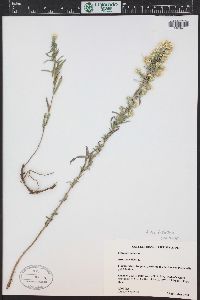 Symphyotrichum falcatum image