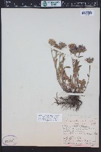 Symphyotrichum foliaceum image