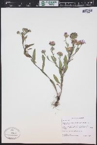 Symphyotrichum foliaceum image