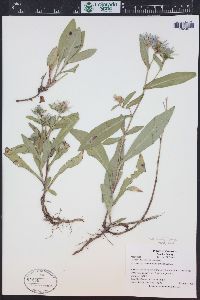 Symphyotrichum foliaceum image