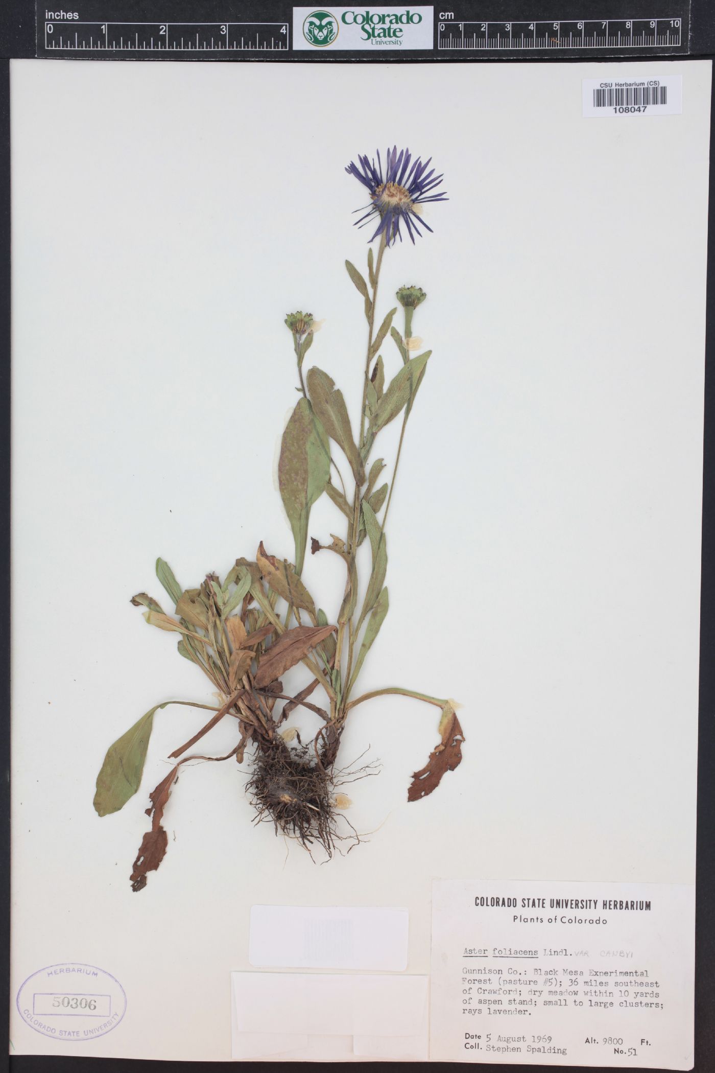 Symphyotrichum foliaceum var. canbyi image