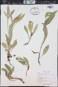 Symphyotrichum foliaceum image