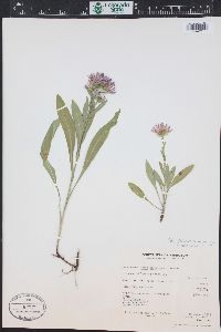 Symphyotrichum foliaceum image