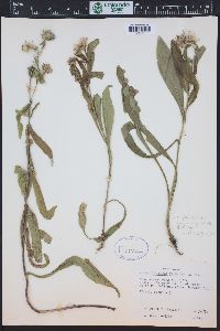 Symphyotrichum foliaceum var. parryi image