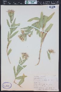 Herrickia glauca image